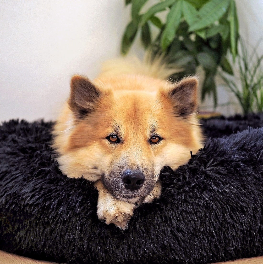 Hundebett Wolke 7 Plus - Abnehmbarer Bezug - Weiche Wollfüllung