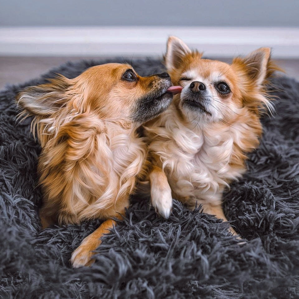 Hundebett Wolke 7 Plus - Abnehmbarer Bezug - Weiche Wollfüllung